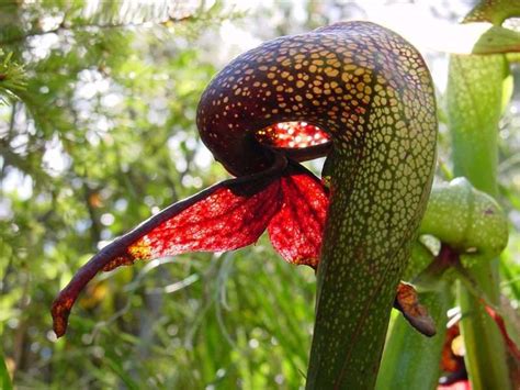 Cobra Lily (Darlingtonia californica) - Carnivorous Plant Resource