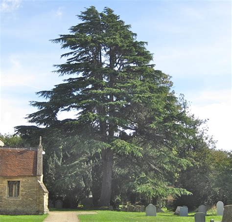 Cedars - Tree Guide UK - Cedar tree identification