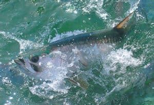 15 Best Tarpon Fishing Spots in Florida - Best Fishing in America