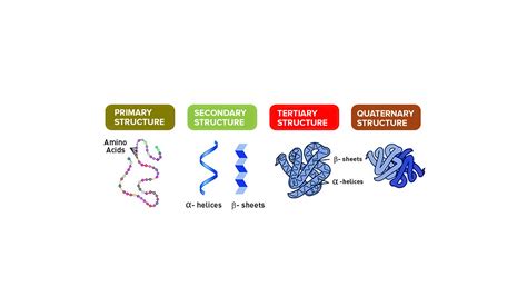 Levels Of Protein Structure Diagram