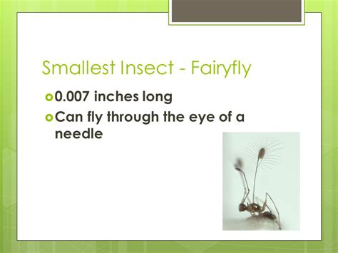 Insect Facts. It is estimated that there are 20 to 30 million species of insects. 90% of all ...