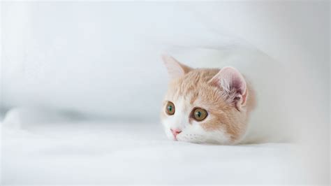 Baby Cat 4k Wallpapers - Wallpaper Cave