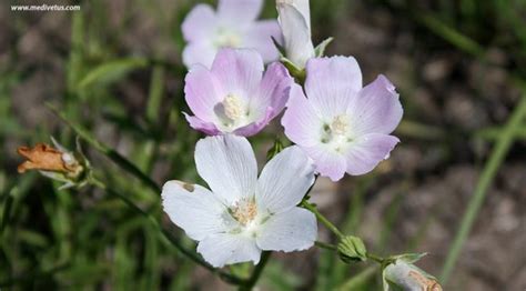 Callirhoe alcaeoides | Plains winecup | Edible Uses | Charles W. Kane ...