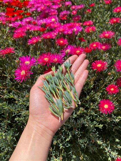 Can You Grow Ice Plants In Containers? Delosperma Growing Guide ...