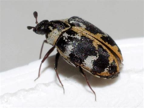 Common Carpet Beetle: Identification, Life Cycle, Facts & Pictures