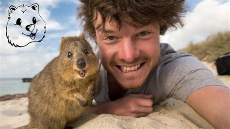 angry: 25+ Googled Angry Angry Quokka PNG