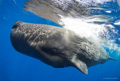 Sperm Whale | The World of Animals