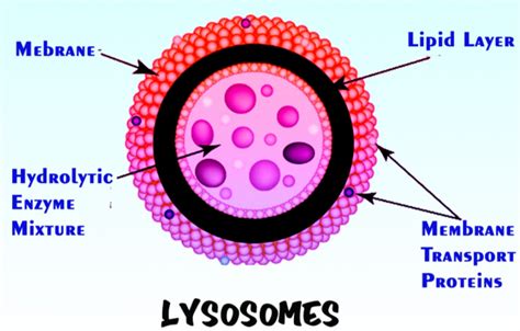 In which organelle of cell hydrolytic enzymes are found and also ...