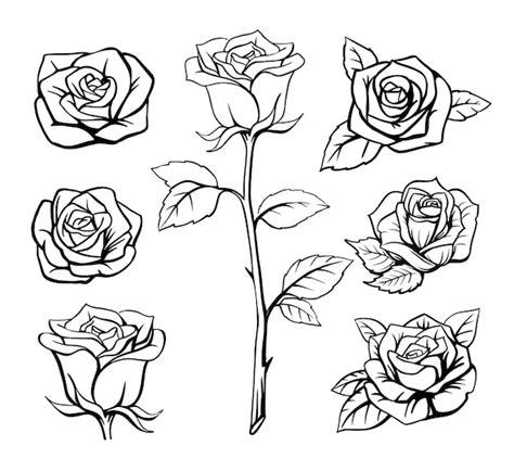 Premium Vector | Rose flower outline hand drawn.