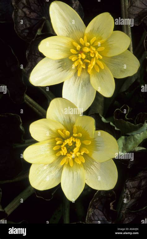 Lesser celandine bulbs hi-res stock photography and images - Alamy