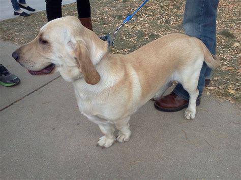 10 Heart-melting Basset Hound Mix Breeds To Aww Over