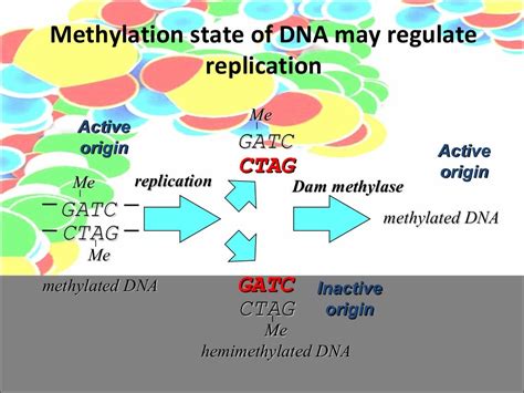 Regulation of DNA replication