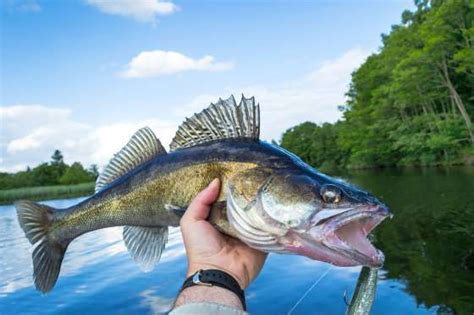 Species that have gone extinct in our lifetime | Walleye fishing, Walleye, Fishing tips