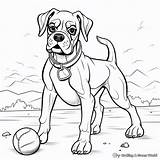 Boxer Dogs Coloring Pages  Free & Printable sketch template