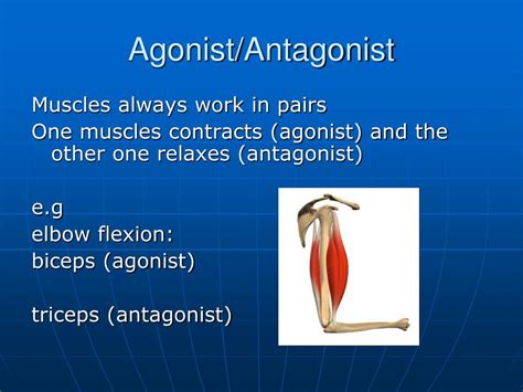 Antagonists Muscles