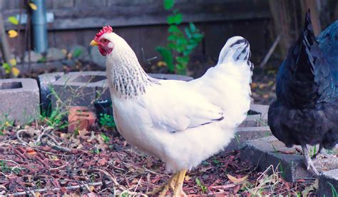 Delaware Chicken Breed Profile - Farmhouse Guide