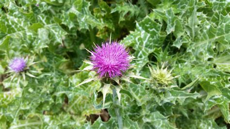 Milk Thistle (Silybum marianum), Windy Hill Open Space Preserve, California [5312 × 2988] [OC ...