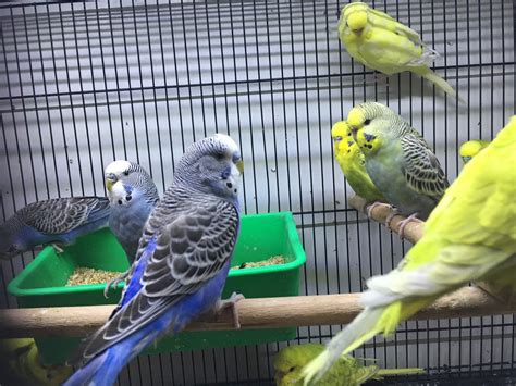 Budgie Melbourne | Baby Budgies All Colours | Budgies for Sale