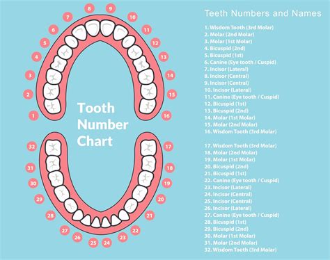 Tooth Chart - Tooth numbers and Name Chart for Adults & Children