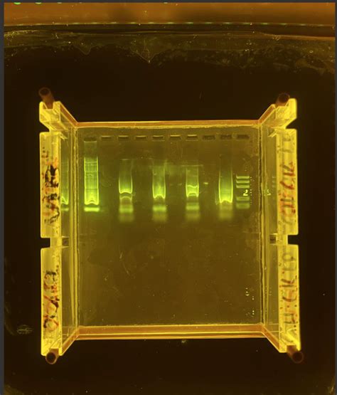 Solved B. How could your electrophoresis results confirm | Chegg.com