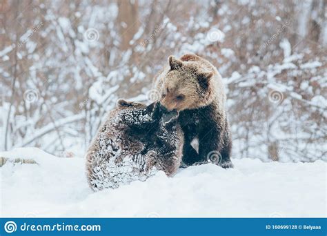 Bear cubs stock photo. Image of outdoors, natural, bear - 160699128