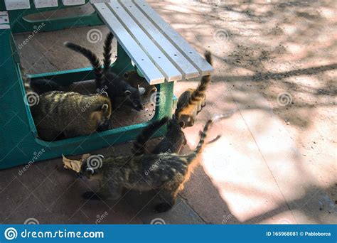 Group of Coatis Looking for Food at the Iguazu Falls Stock Image - Image of national, table ...