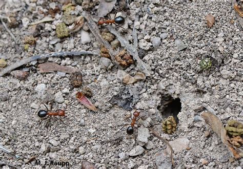 Mounds of mountain marvels: Allegheny mound ant, Formica exsectoides — Bug of the Week