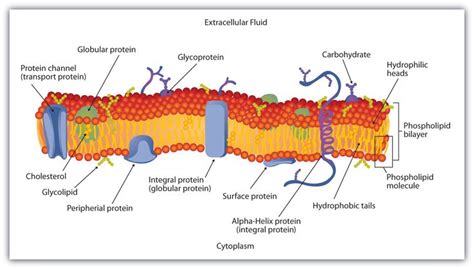 Components of Plasma Membrane