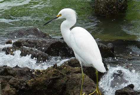 Unruffled Photograph by Lynn Wohlers