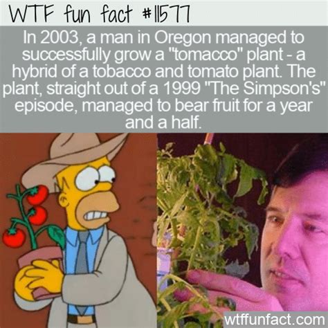 WTF Fun Fact 11577 - Tomacco Plant