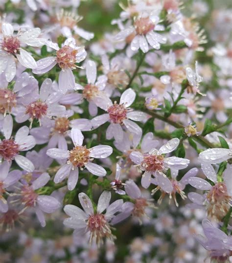 Aster cordifolius (Symphyotrichum cordifolium) (blue wood aster)