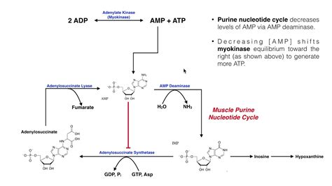 Nucleotide Metabolism | Myokinase & the Purine Nucleotide Cycle - YouTube