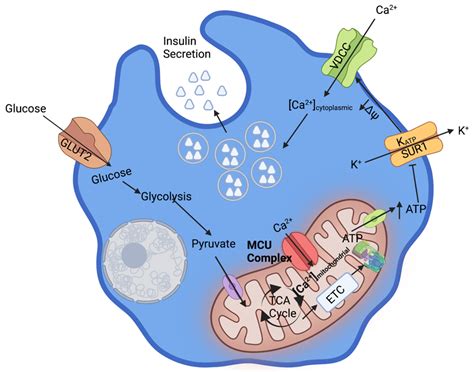 Cells | Free Full-Text | Ca2+ Sensors Assemble: Function of the MCU ...