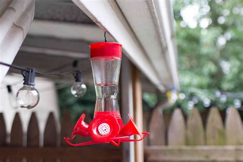 Where to Hang Hummingbirds Feeders