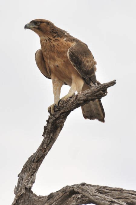 African Hawk-Eagle - BirdForum Opus | BirdForum