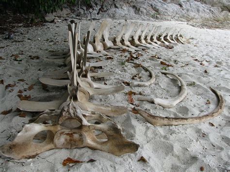 Whale Shark skeleton - Koh Adang | Megan Lenehan | Flickr