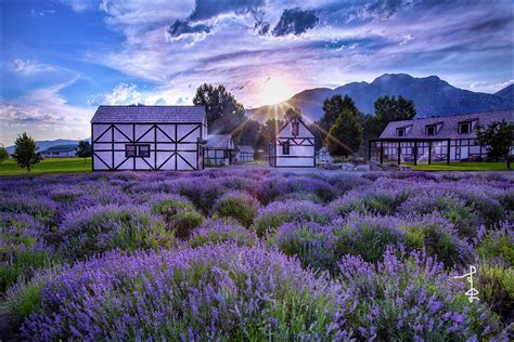 Lavender Field at Sunrise Photograph by Alinna Lee - Pixels