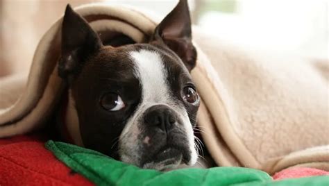 Top 32 Small Breeds That Make Good Apartment Dogs