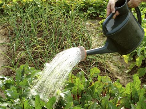 How Often Should I Water Beets - Learn How Much Water Beets Need | Gardening Know How