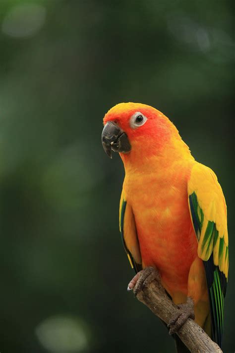 A Beautiful Sun Parakeet Perched on a Branch · Free Stock Photo