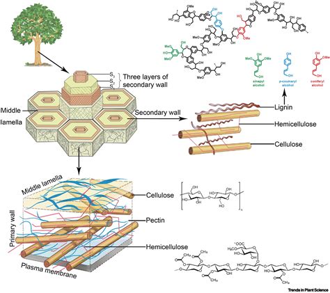 Advances in Imaging Plant Cell Walls: Trends in Plant Science