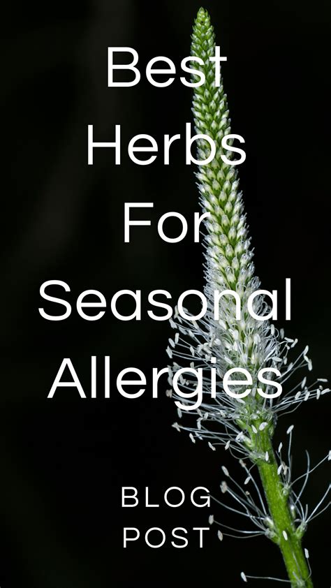 Best Herbs For Allergies — Zhi Herbals