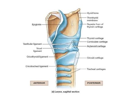 Anatomy Of The Larynx - Anatomical Charts & Posters