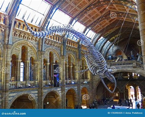 Blue Whale, Museum of Natural History, London. United Kingdom of Great Britain Editorial Image ...