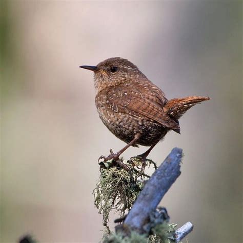 Winter Wren – World of Animal | Animals, Bird, Winter