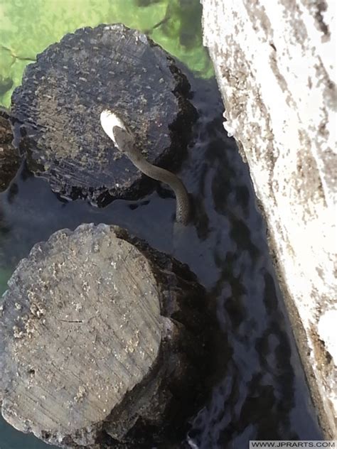 Watersnake Eating Fish - Nature Photos And Videos.