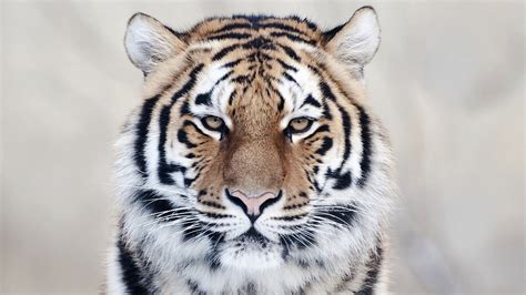 Tiger Wallpapers | Best Wallpapers