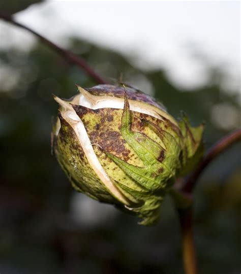 Cotton bud stock image. Image of north, leaf, stem, carolina - 21486089