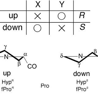 A proposed model of the conformation of the pyrrolidine ring desirable ...