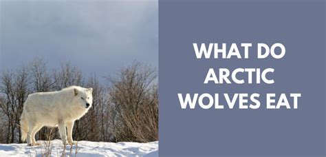 What Do Arctic Wolves Eat? - ArcticLook